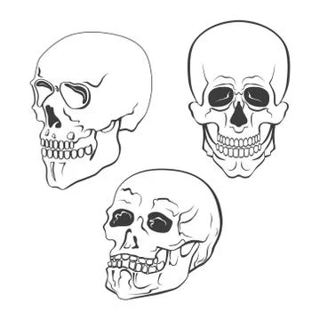 Set of vector skulls on white background Stock Illustration