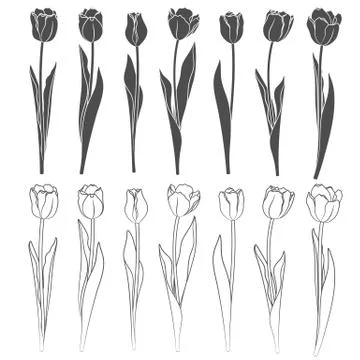 Set of vector tulips. Objects on a white. Stock Illustration