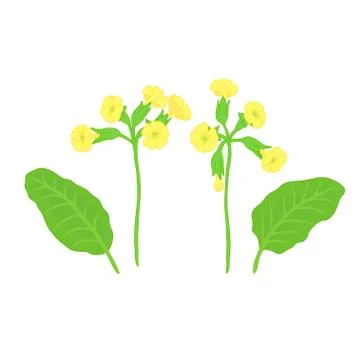 Set of vector twigs Stock Illustration