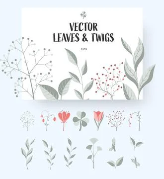Set of vector twigs, leaves, flowers isolated on background, for design Stock Illustration