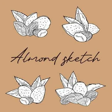 Set of vector vintage line illustration of almond seeds in engraving style. Hand Stock Illustration