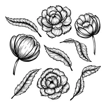 Set of vector vintage peonies with dark strokes on a brown background Stock Illustration