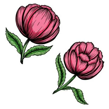 Set of vector vintage peonies with dark strokes on a brown background. Imitation Stock Illustration