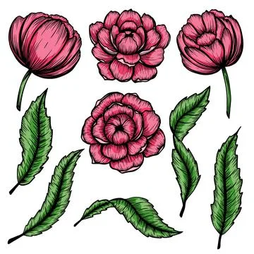 Set of vector vintage peonies with dark strokes on a brown background. Imitation Stock Illustration
