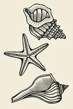 Set of vector vintage seashells Stock Illustration