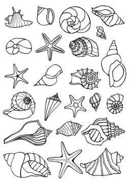 Set of vector vintage seashells. 스톡 일러스트