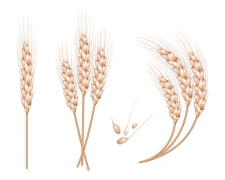 Set of vector wheat in 3d isolated white background with seed addition. Vecto Stock Illustration