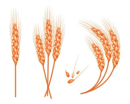 Set of vector wheat in 3d isolated white background with seed addition. Vecto Stockillustratie
