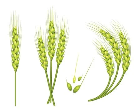 Set of vector wheat in 3d isolated white background with seed addition. Vecto イラスト素材