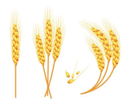 Set of vector wheat in 3d isolated white background with seed addition. Vecto Stock Illustration