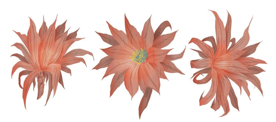 Set of Vectorized cactus flowers in pink salmon colors Stock Illustration