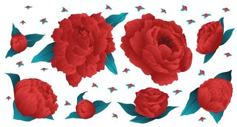 Set of vectorized floral elements, roses, red flowers resource. Roses in re.. 스톡 일러스트