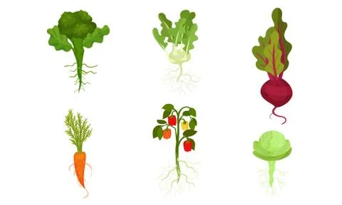 Set of vegetables and root vegetables on the stems. Vector illustration. イラスト素材