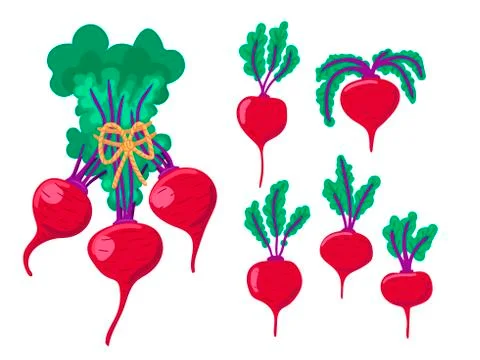A set of vegetables - beets. A bunch of vegetables and beets with tops. Vector Stock Illustration