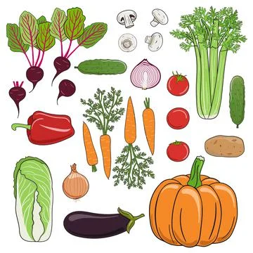 Set of vegetables. Beets, tomatoes, pepper, pumpkin, carrots, cabbage, celery Stock Illustration