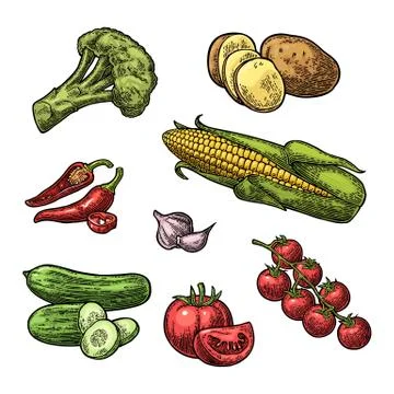 Vegetables Sketches Images – Browse 186,618 Stock Photos, Vectors, and  Video | Adobe Stock
