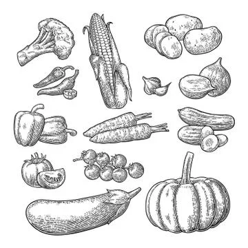 Set vegetables. Cucumbers, Garlic, Corn, Pepper, Broccoli, Potato and Tomato 库存插图