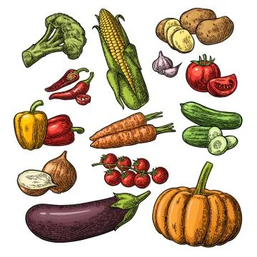 Set vegetables. Cucumbers, Garlic, Corn, Pepper, Broccoli, Potato and Tomato Stockillustratie