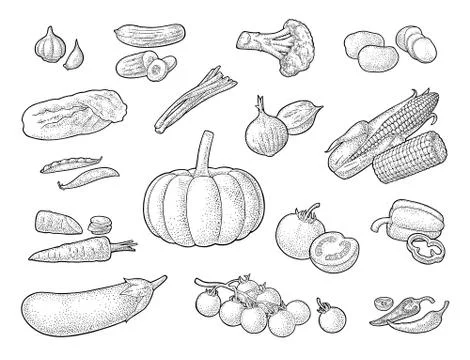 Set vegetables. Cucumbers, Garlic, Corn, Pepper, Broccoli, Potato and Tomato. Illustrazione stock
