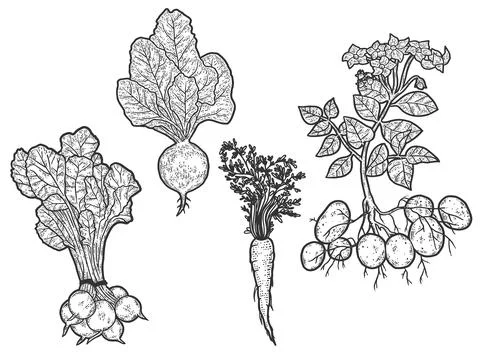Set of vegetables. From root to green top. Sketch scratch board imitation. Stock Illustration