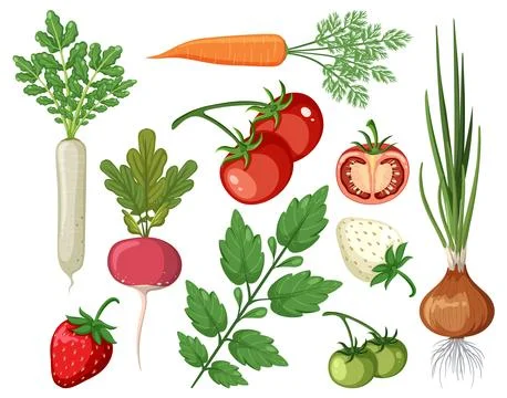 Set of vegetables on white background Stock Illustration
