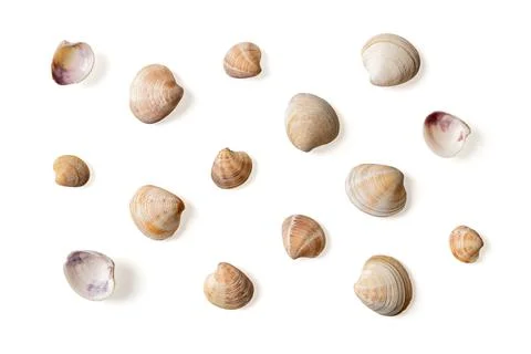 Set of Venus clam empty shells isolated on a white background. Stock Photos