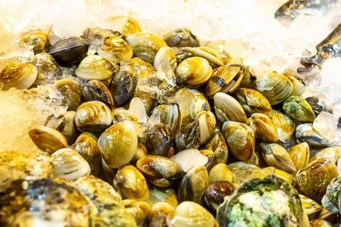 Set of venus shell (Meretrix lyrata) crushed ice freshness preservation marin Stock Photos
