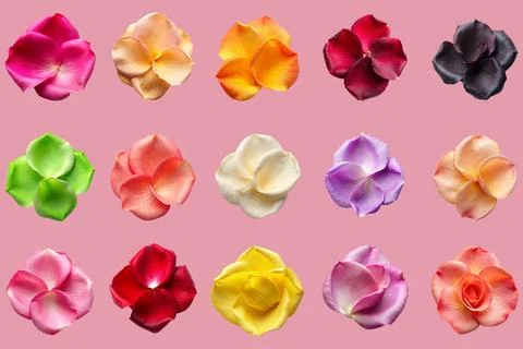 Set of vibrant Color vector art rose petal illustration Stock Illustration