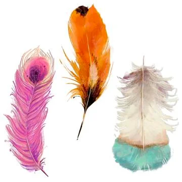 Set with vibrant feathers Stock Illustration