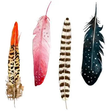 Set with vibrant feathers Stock Illustration