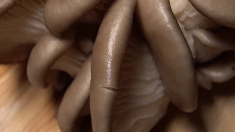 Set video. Extremely Tight Shot Of Fresh Oyster Mushrooms Upside Down So You Can Video stock 122636262