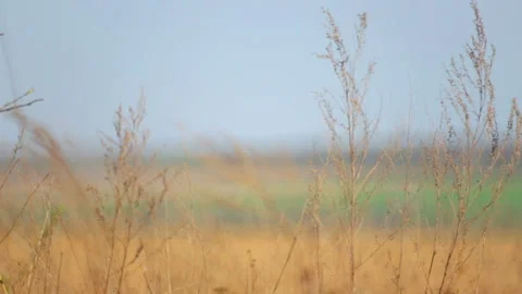 A set of video files of grass in the field. Video stock 107376469