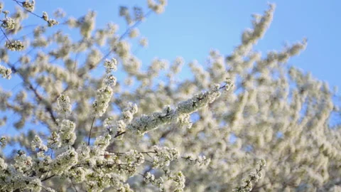 A set of video of flowering branches of cherry in the spring. Stock Footage 107375772
