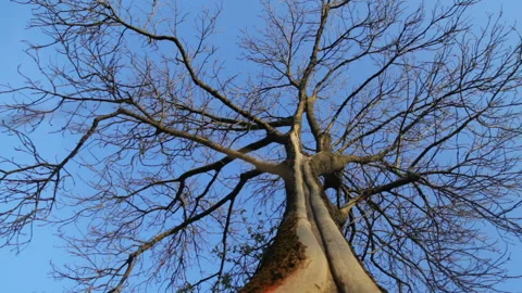 A set of video trees from the bottom in the spring. Stock Footage 107375428