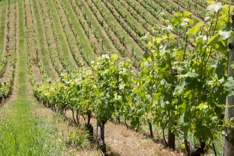 Set of vines forming line pattern at vineyard in New Zealand Stock Photos
