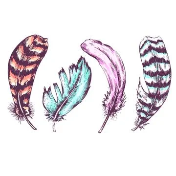 Set of vintage feather isolated on white background Stock Illustration