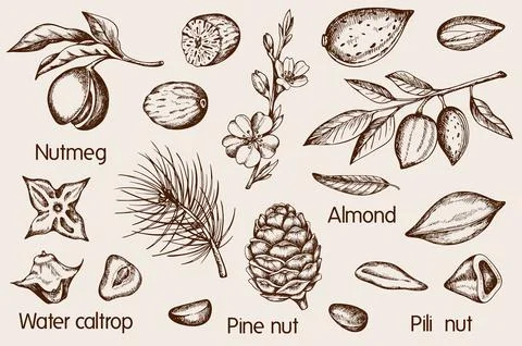 Set of vintage hand drawn nuts Stock Illustration