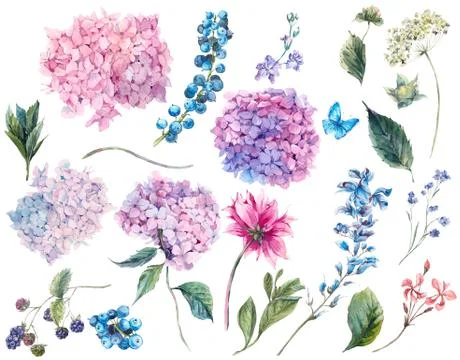 Set vintage watercolor elements of Hydrangea Stock Illustration