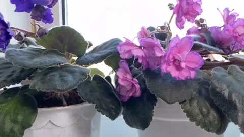 Set of viola potted plants on windowsill. Selective breeding of plants. Stock Footage 150137548