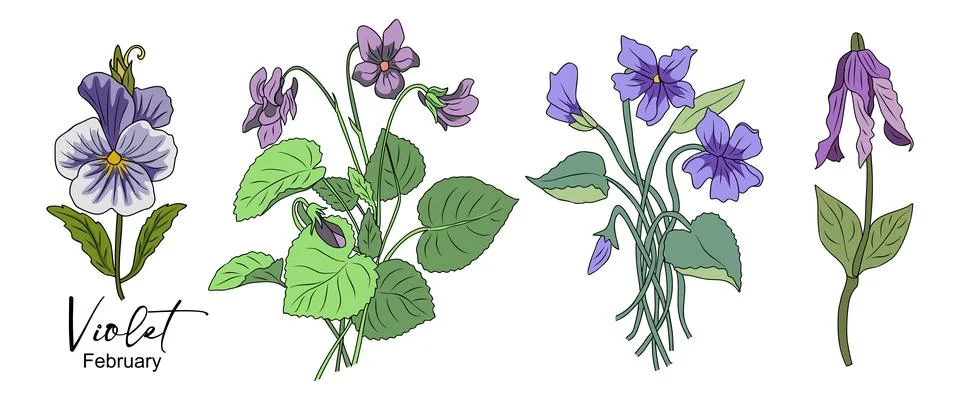 Set of Viola, Violet colored outline drawings. Stock Illustration