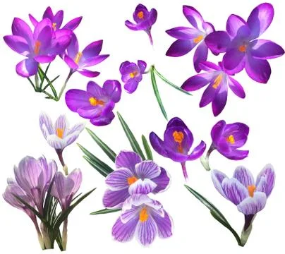 Set of Violet and lilac crocus flowers Stock Photos