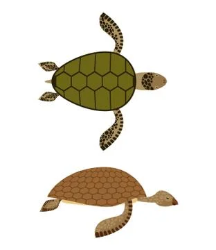 Set Water turtle. Side view and top view. Deep-sea animals. Marine reptiles w Illustrazione stock