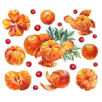 Set watercolor composition citrus fruit orange or tangerine with peel, green Stock Illustration
