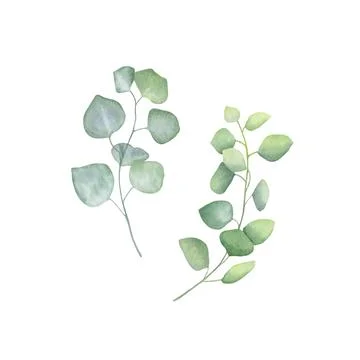 Set of watercolor eucalyptus branches isolated on white background. Stock Illustration