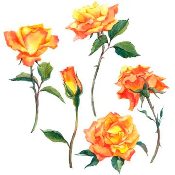 Set of watercolor floral elements. Stock Illustration