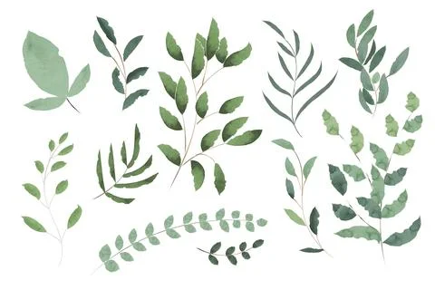 Set of watercolor green leaves elements. Collection botanical vector isolated Stock Illustration