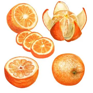 Set of watercolor oranges Stock Illustration