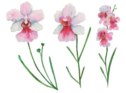 Set of watercolor painted orchid Vanda miss Joaquim, national Singapore flower Stock Illustration
