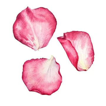Set watercolor pink white rose petal isolated on white background. Hand-drawn Stock Illustration