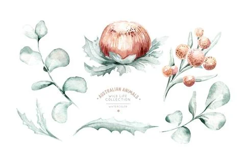 Set of watercolor protea flower and tropical leaves, hand painted illustration Stock Illustration